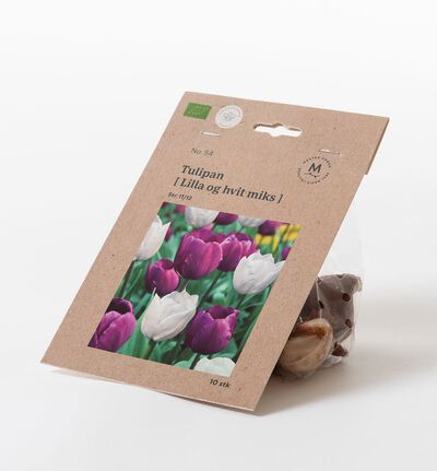 Tulipan lilla og hvit høstløk